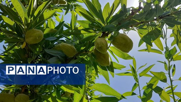 میوه‌های خوش‌رنگ و لعاب بهاری در روستای مارکده