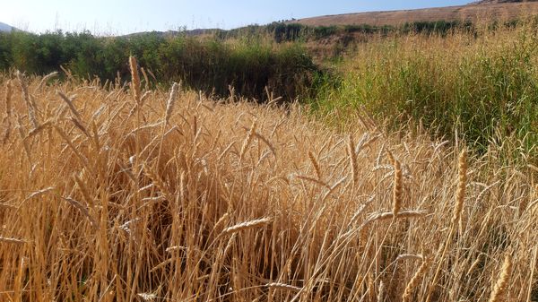 برداشت گندم در روستای بیدله