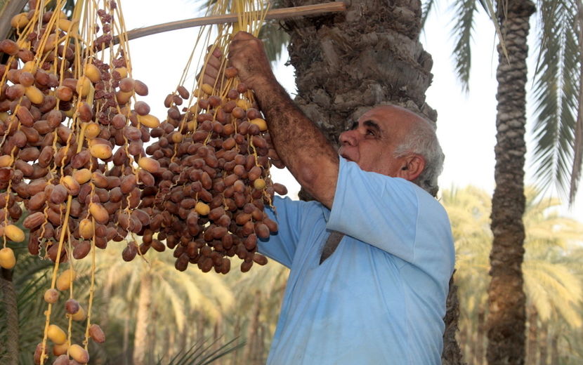 برداشت خرما در منطقه آبپخش