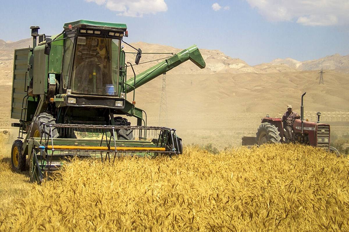 تولید گندم ایران امسال به ۱۴.۵ میلیون تن می‌رسد

