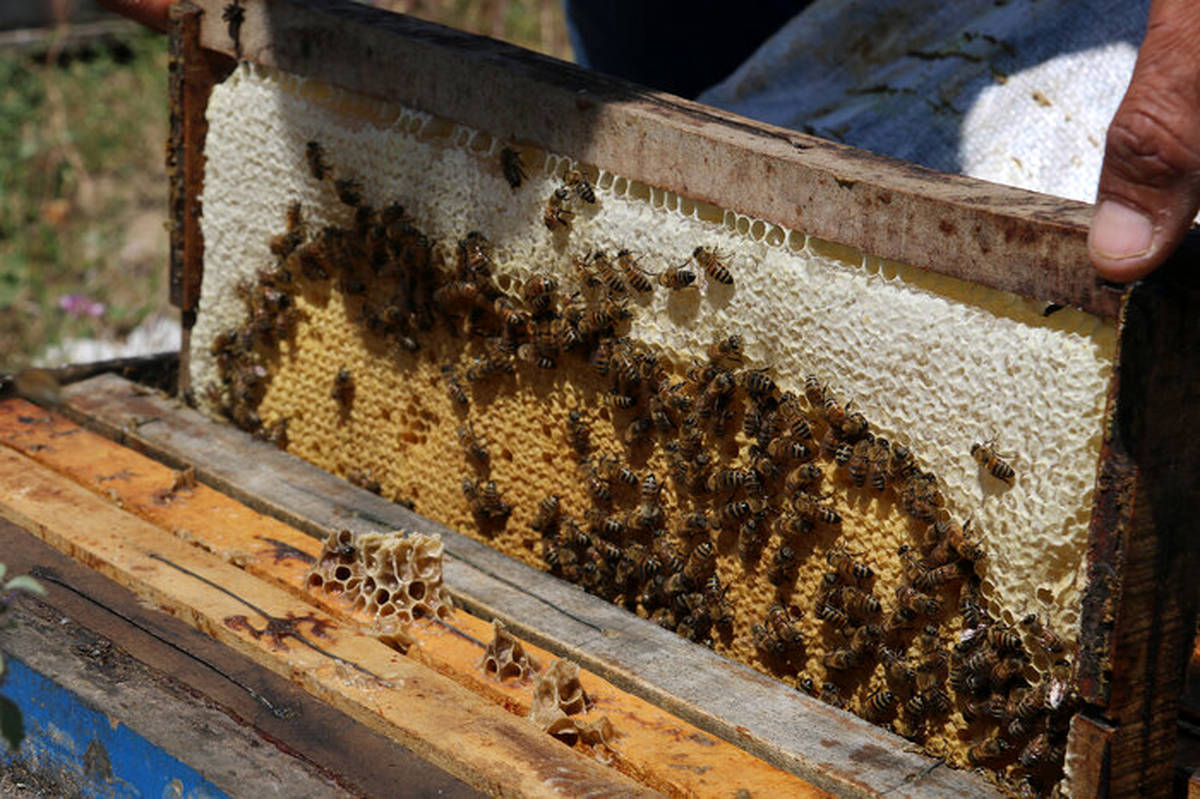 رونق زنبورداری در مشگین‌شهر با پیش‌بینی تولید یک هزار تن عسل
