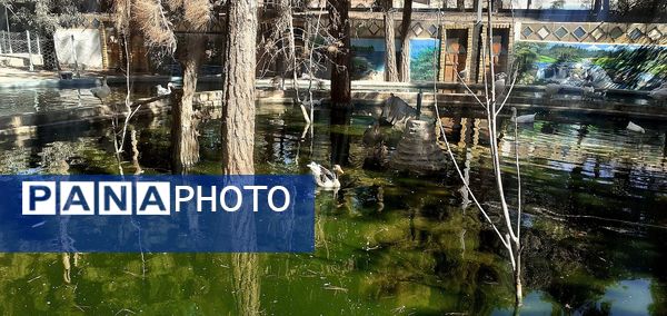 باغ پرندگان تربت حیدریه، تجربه‌ای منحصربه‌فرد در شرق کشور