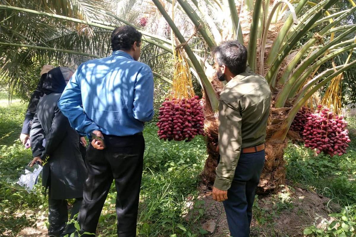 آغاز عملیات گسترده مبارزه با آفت سوسک سرخرطومی حنایی در نخلستانهای شهرستان بم