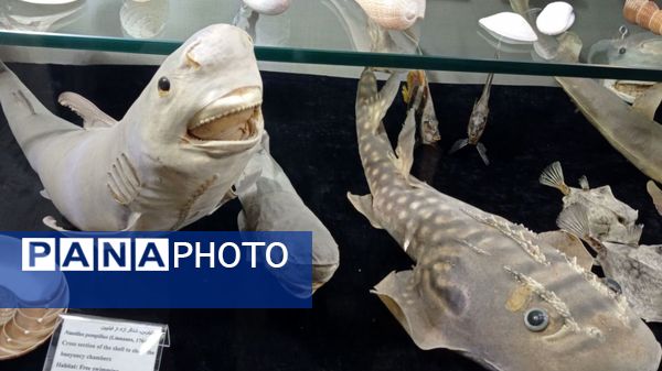 بازدید مدرسه ساره از پارک موزه علوم زمین