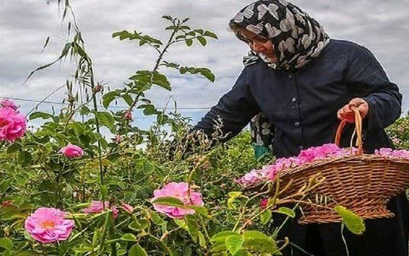 برآورد برداشت بیش از ۱۸۰ تن گل از باغات گل محمدی گلستان