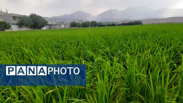 برنج‌کاری در لردگان؛ نماد زندگی و فرهنگ محلی