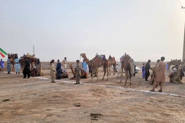 درخشش تیم شتردوانی کرمان در مسابقات قهرمانی کشور