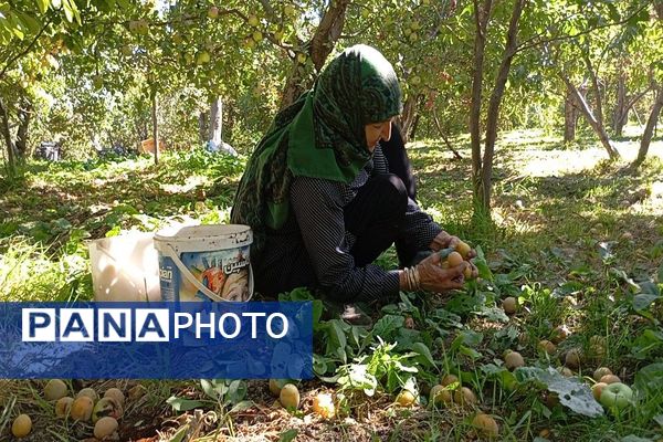 فصل برداشت میوه های پاییزی در شهر زیبای بار نیشابور.