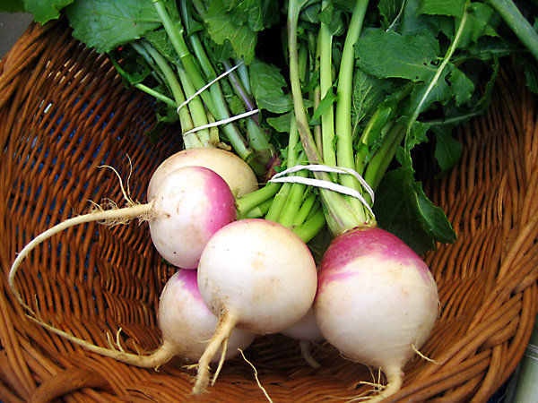  شلغم، آنتی بیوتیک طبیعی زمستانی است