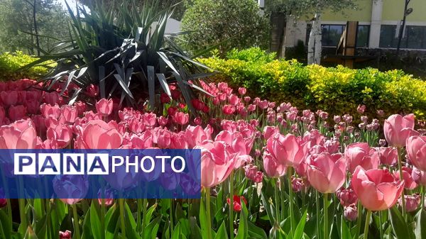 جلوه‌گری رنگ‌ها در دل بهار در یازدهمین جشنواره لاله‌ها در پارک چمران کرج