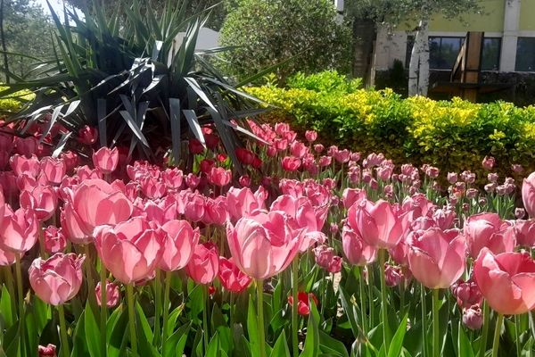 جلوه‌گری رنگ‌ها در دل بهار در یازدهمین جشنواره لاله‌ها در پارک چمران کرج