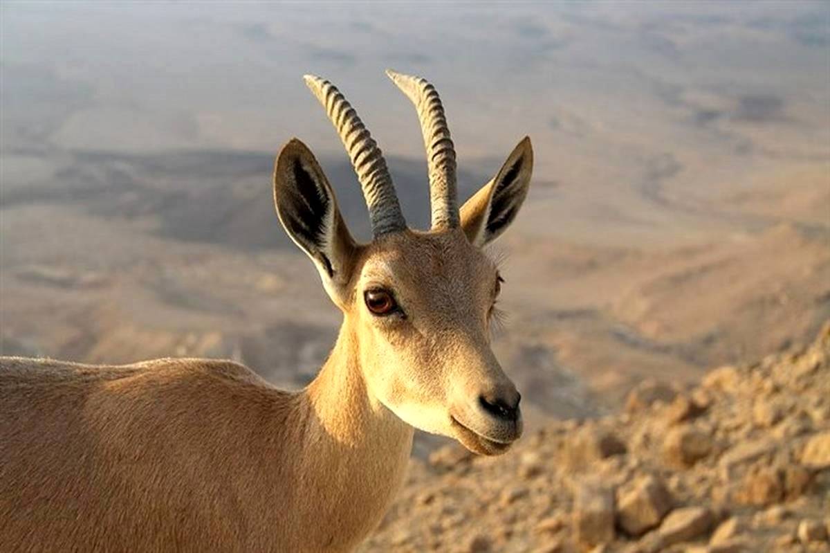 شمارش معکوس برای بقا در حیاتِوحش