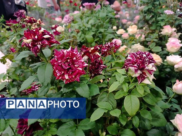  دهمین نمایشگاه گل و گیاه و گیاهان آپارتمانی در اردبیل