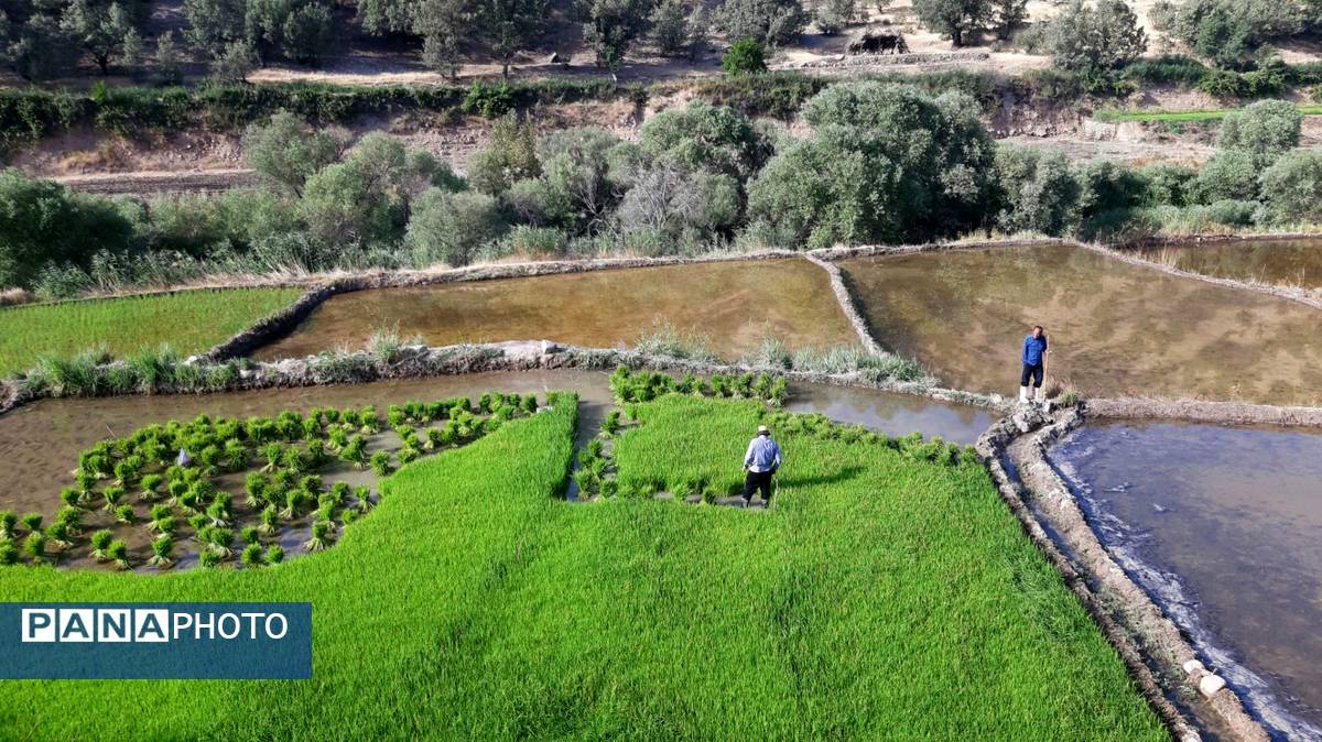 کاشت برنج در روستای بیدله 