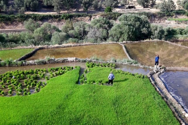 کاشت برنج در روستای بیدله 