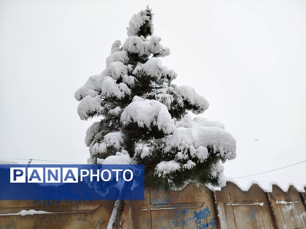جلوه های زیبا از بارش برف در شهرستان نیشابور 