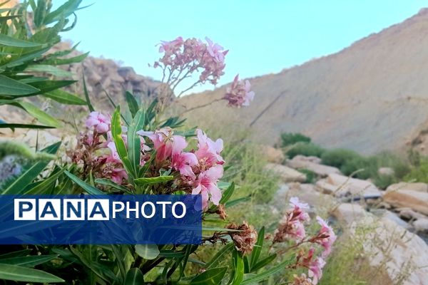 روستای برد‌زرد نگینی غریب در شهرستان لنده