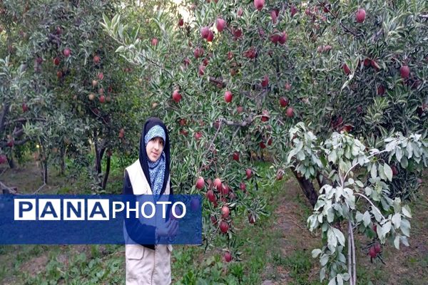 فصل برداشت میوه های پاییزی در شهر زیبای بار نیشابور.