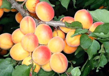 برداشت زردآلو از باغات شهر سورمق