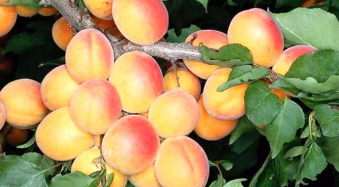 برداشت زردآلو از باغات شهر سورمق