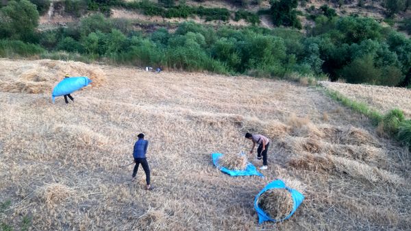 برداشت گندم در روستای بیدله