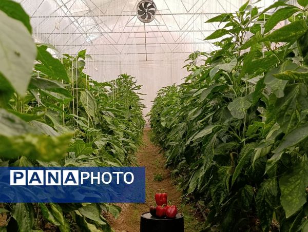 فاز دوم مجتمع گلخانه‌ای لردگان، آغاز فصل جدیدی در کشاورزی پایدار
