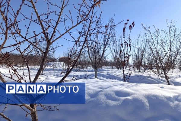 منظره زیبای برف پاییزی در باغات شهرستان نیشابور 