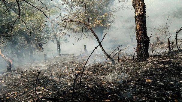 اتمام آتش‌سوزی در جنگل‌های گلستان/ گروه‌های پایش همچنان در منطقه حاضر هستند