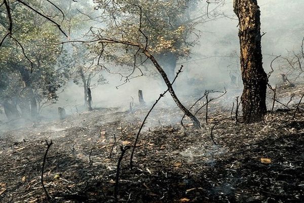 اتمام آتش‌سوزی در جنگل‌های گلستان/ گروه‌های پایش همچنان در منطقه حاضر هستند