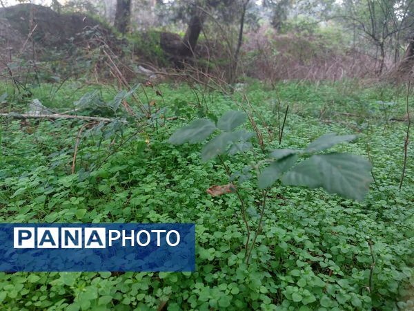 کردکوی، سرسبزترین شهرستان گلستان