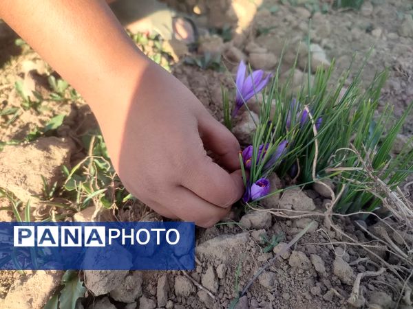 فدافن روستایی که زعفرانش با تشنگی خاک قصه‌ای تلخ نوشت