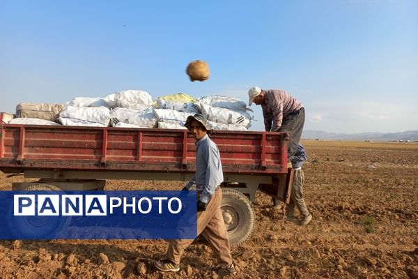 برداشت محصول سیب زمینی در روستای داغیان