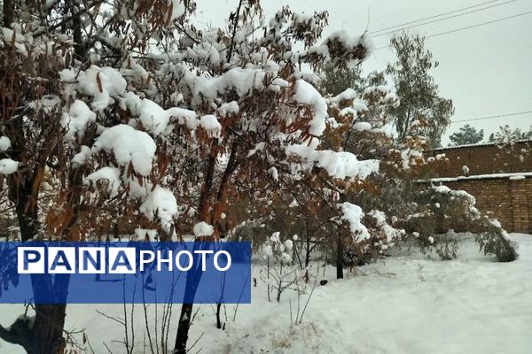 بارش برف در شهرستان تربت جام