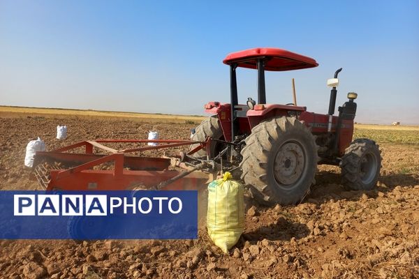 برداشت محصول سیب زمینی در روستای داغیان