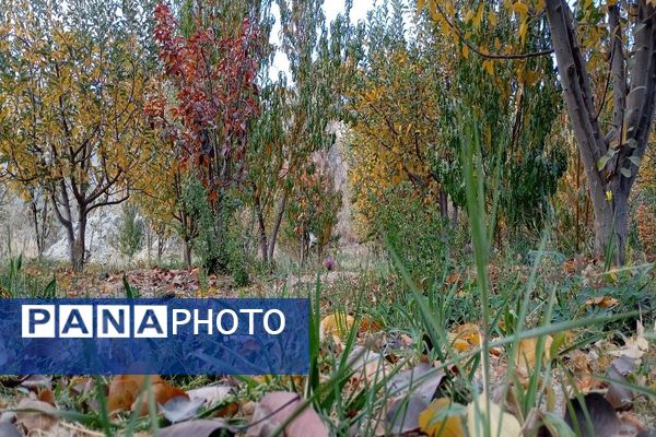 تصاویر زیبا از پاییز رنگارنگ در شهر دار السادات بار نیشابور 