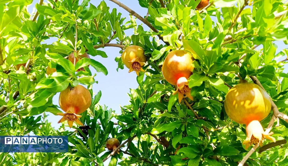 میوه‌های رنگارنگ در لردگان 