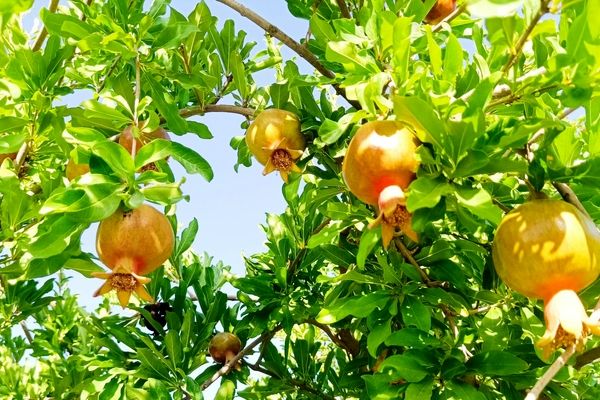 میوه‌های رنگارنگ در لردگان 