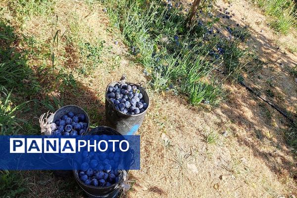 فصل برداشت میوه های پاییزی در شهر زیبای بار نیشابور.