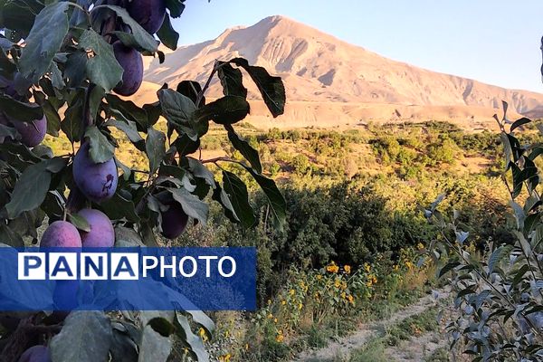 تصاویر زیبا از پاییز رنگارنگ در شهر دار السادات بار نیشابور 