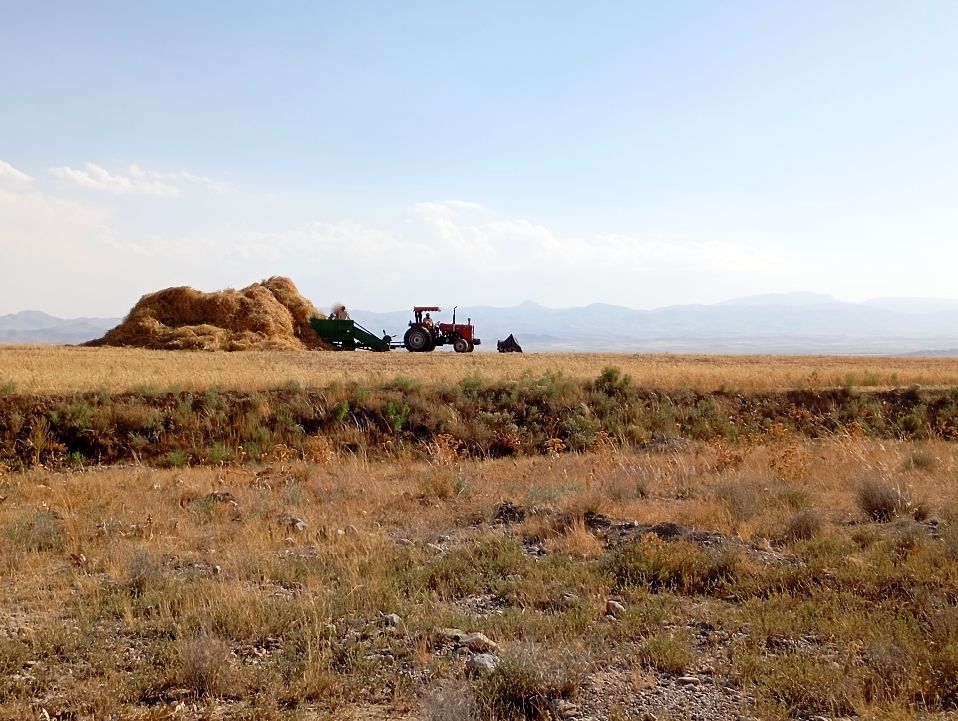 برداشت گندم در روستای گزکوه