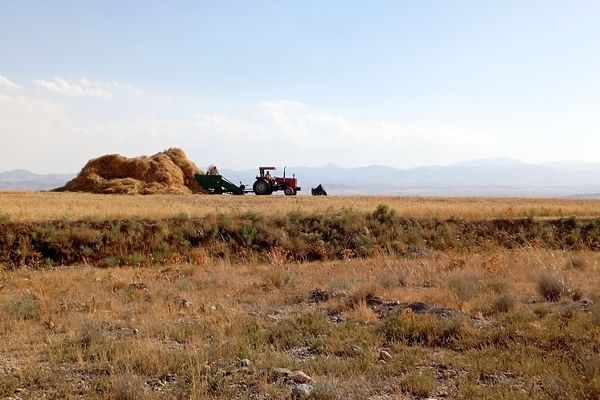 برداشت گندم در روستای گزکوه