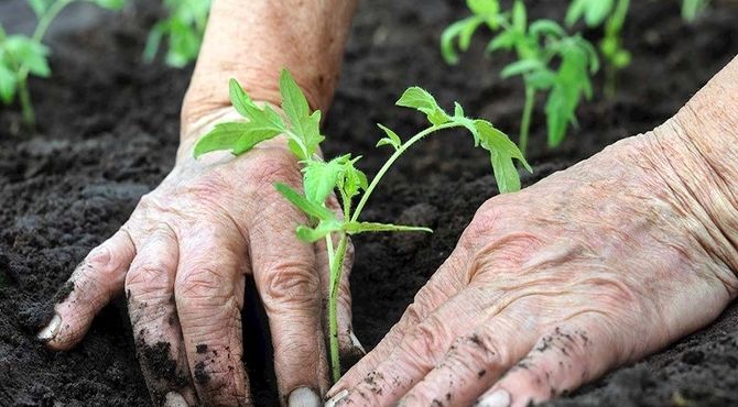 افزایش ۵۰ درصدی تماس‌ با ۱۳۷ پلاس برای کاشت نهال در سال گذشته