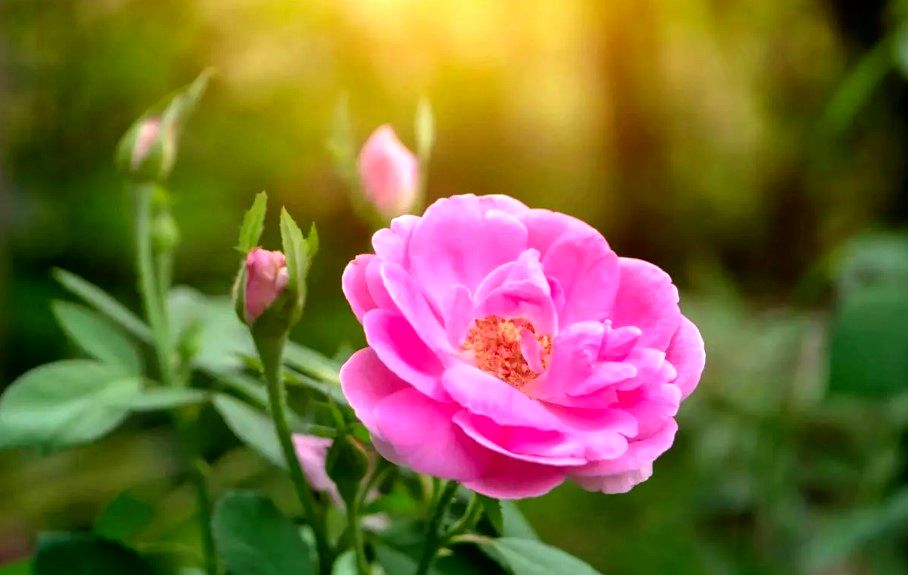 ضعف عملکرد در حوزه ایجاد ارزش افزوده تولید زعفران و گل محمدی