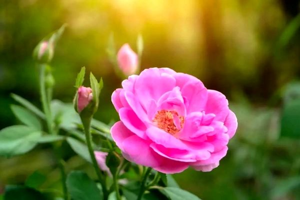 ضعف عملکرد در حوزه ایجاد ارزش افزوده تولید زعفران و گل محمدی