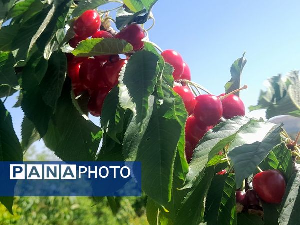 میوه‌های خوش‌رنگ و لعاب بهاری در روستای مارکده