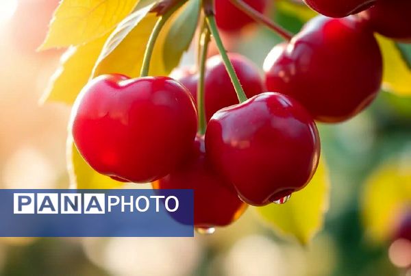 برداشت گیلاس در آذربایجان شرقی