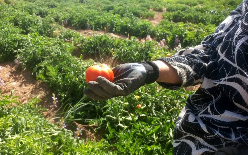 تامین پایدار  امنیت غذایی با افزایش سطح اراضی کشاورزی و تولیدات بخش کشاورزی در استان زنجان
