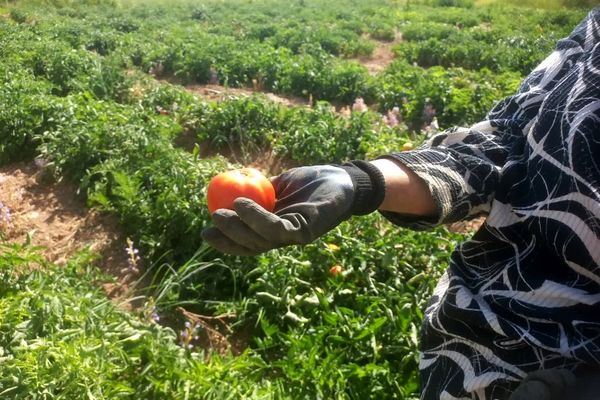 تامین پایدار  امنیت غذایی با افزایش سطح اراضی کشاورزی و تولیدات بخش کشاورزی در استان زنجان