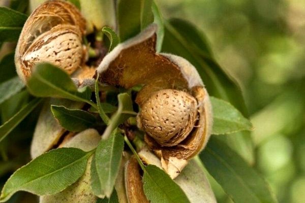 تعیین قیمت مناسب برای محصولات کشاورزی، ضروری است