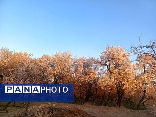 طبیعت با شکوفه‌های رنگارنگ به استقبال نوروز آمد